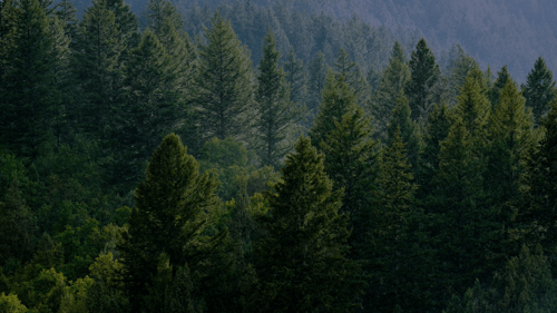 World Environment Day 2026: Why green skills matter in the modern workplace